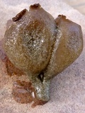 Peziza ammophila image