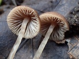 Psathyrella corrugis image