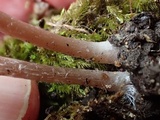 Psathyrella corrugis image