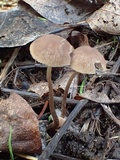 Psathyrella corrugis image