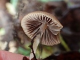 Psathyrella corrugis image