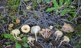 Contumyces rosellus image