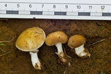 Stropharia coronilla image