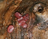 Ascocoryne sarcoides image