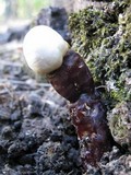 Ganoderma lucidum image