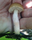 Leccinum roseoscabrum image