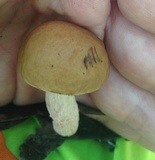 Leccinum roseoscabrum image