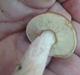 Leccinum roseoscabrum image