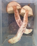 Leccinum roseoscabrum image