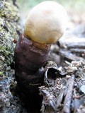 Ganoderma lucidum image