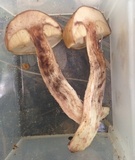 Leccinum roseoscabrum image