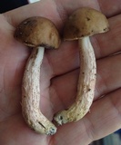 Leccinum roseoscabrum image