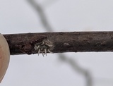 Cordyceps clavulata image