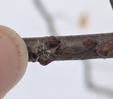 Cordyceps clavulata image