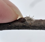 Cordyceps clavulata image