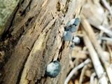 Resupinatus applicatus image