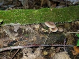 Pseudoclitocybe cyathiformis image
