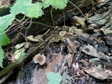 Pseudoclitocybe cyathiformis image