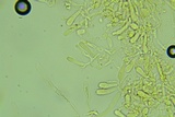 Pseudoclitocybe cyathiformis image