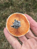 Lactarius salmoneus image