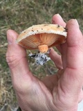 Lactarius salmoneus image