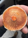 Lactarius salmoneus image
