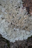 Flavoparmelia baltimorensis image