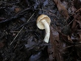 Cuphophyllus pratensis image