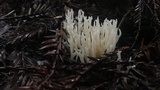 Ramariopsis kunzei image