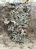 Hypogymnia physodes image