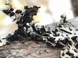 Hypogymnia physodes image