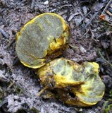 Truncocolumella citrina image
