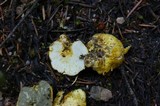 Truncocolumella citrina image