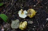 Truncocolumella citrina image