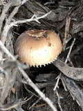 Leucoinocybe lenta image