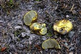 Truncocolumella citrina image