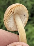 Leucoinocybe lenta image