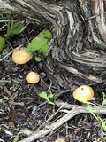 Leucoinocybe lenta image