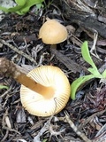 Leucoinocybe lenta image