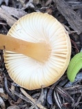 Leucoinocybe lenta image