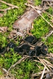 Pseudoplectania nigrella image