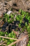 Pseudoplectania nigrella image