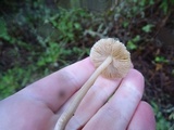 Inocybe kauffmanii image