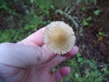 Inocybe kauffmanii image