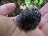 Tricholoma griseoviolaceum image