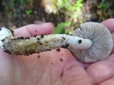 Tricholoma griseoviolaceum image