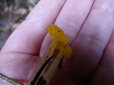 Hygrocybe flavifolia image