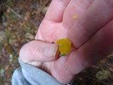 Hygrocybe flavifolia image