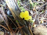 Hygrocybe flavifolia image