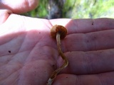 Cortinarius flexipes image